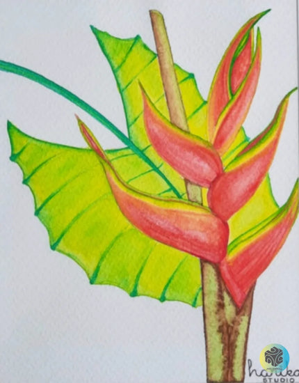 La Señora Heliconia